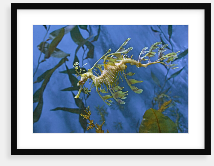 Close-Up of Leafy Sea Dragon by Anonymous