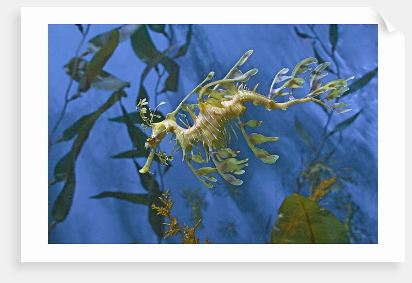 Close-Up of Leafy Sea Dragon by Anonymous