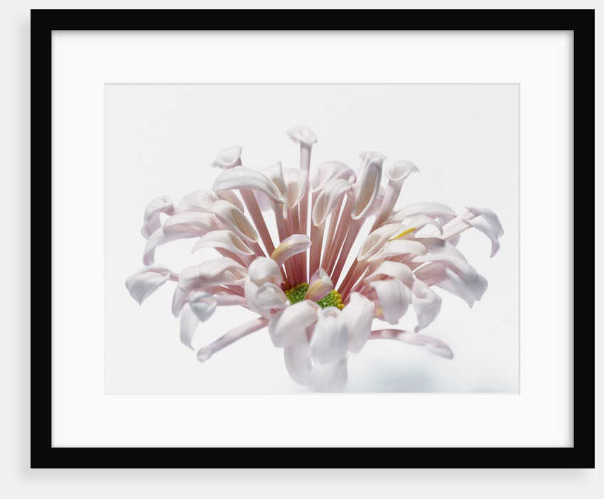 White Chrysanthemum by Anonymous
