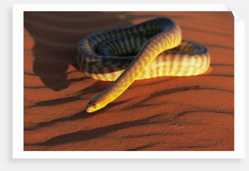 Woma Python in Australian Desert by Anonymous