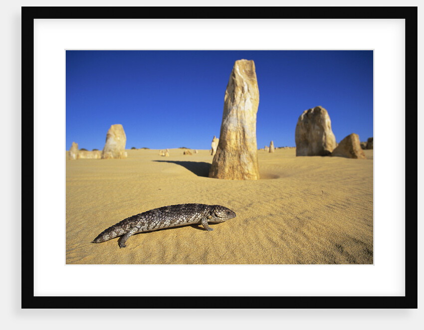 Shingle-Back Skink Crossing the Australian Desert by Anonymous