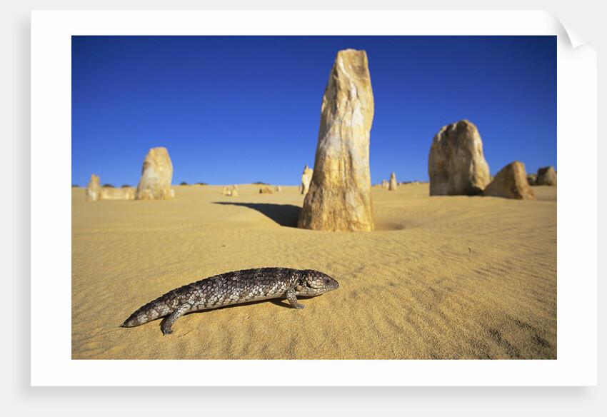 Shingle-Back Skink Crossing the Australian Desert by Anonymous