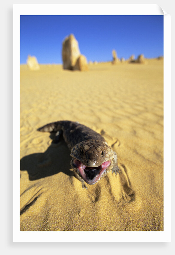 Aggressive Shingle-Back Skink by Anonymous