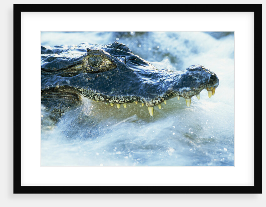 Caiman Waiting in Running Water by Anonymous