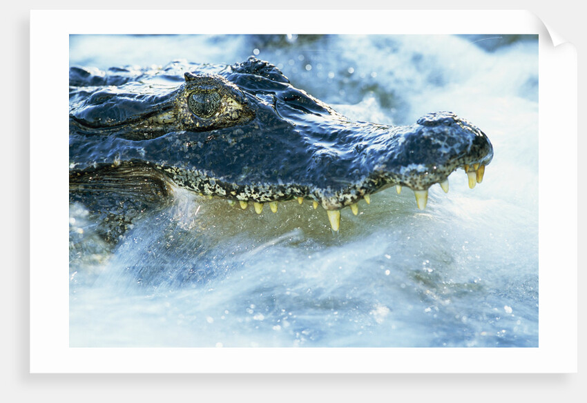 Caiman Waiting in Running Water by Anonymous