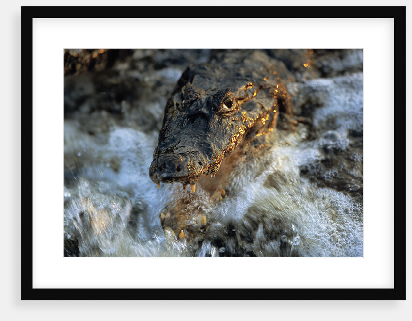 Caiman Waiting in Running Water by Anonymous
