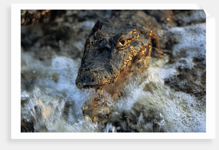 Caiman Waiting in Running Water by Anonymous