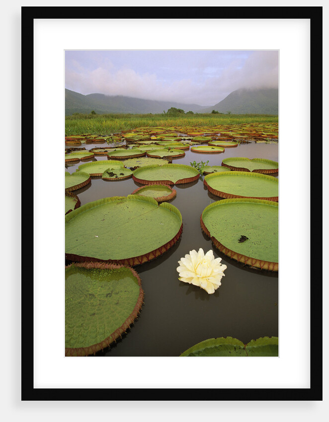 Water Lilies on the Pantanal Wetlands by Anonymous