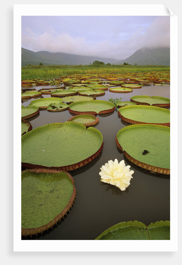 Water Lilies on the Pantanal Wetlands by Anonymous
