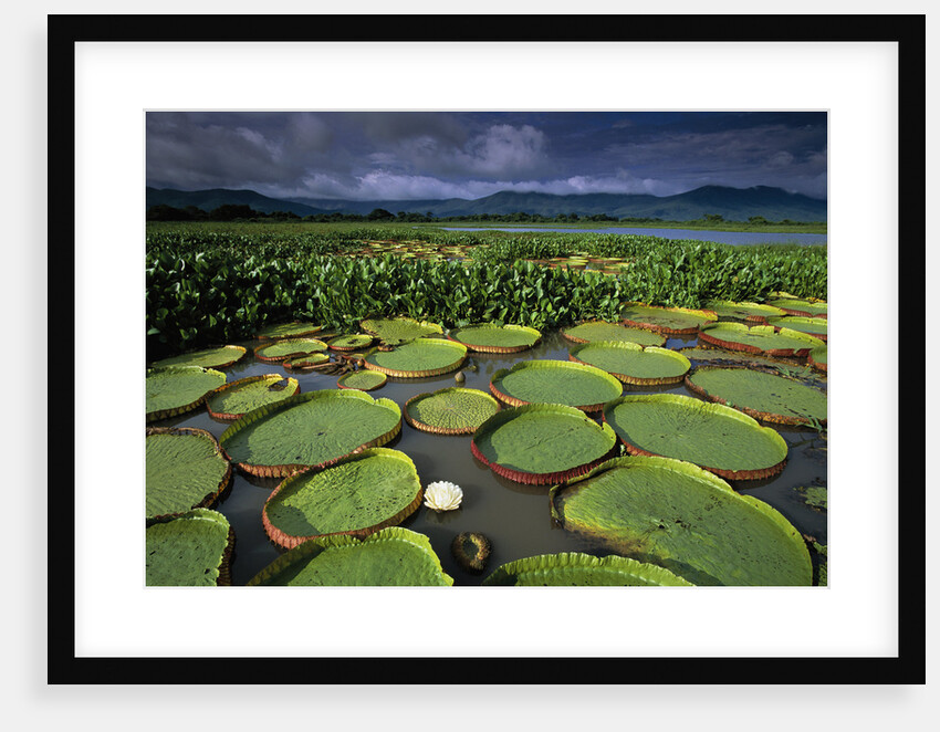 Water Lilies on the Pantanal Wetlands by Anonymous