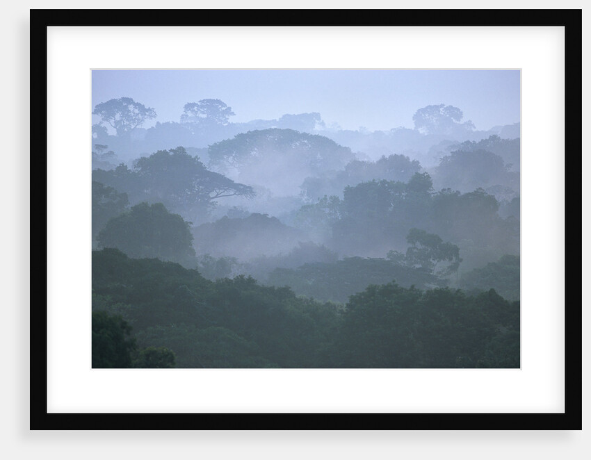 Tropical Rainforest Canopy in Morning Fog by Anonymous