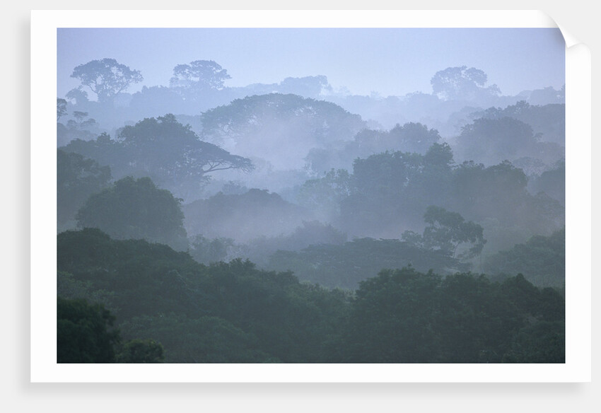 Tropical Rainforest Canopy in Morning Fog by Anonymous