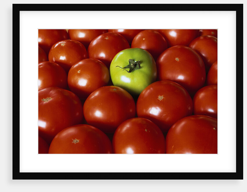 Freshly Harvested Organic Tomatoes by Anonymous