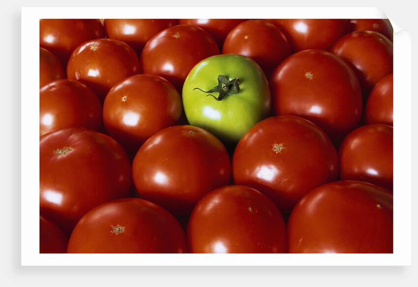Freshly Harvested Organic Tomatoes by Anonymous