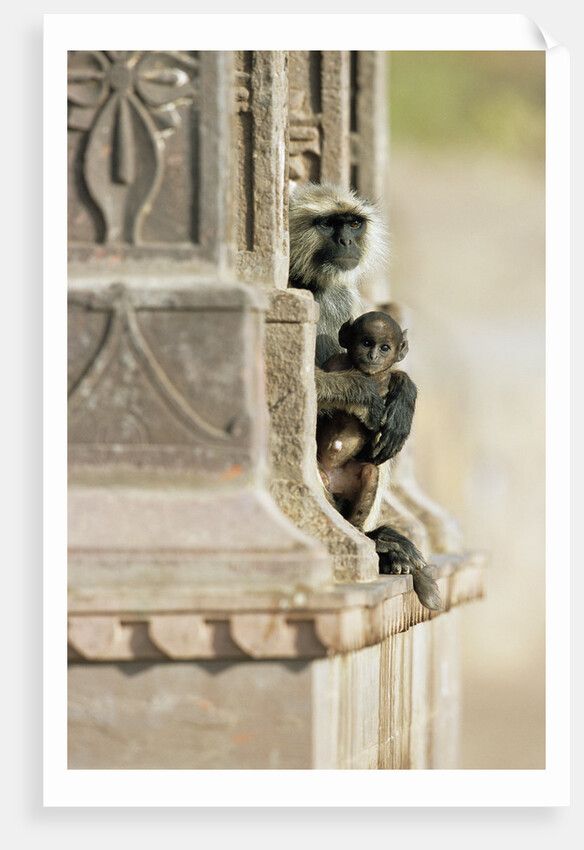 Gray Langur Monkey with Baby by Anonymous