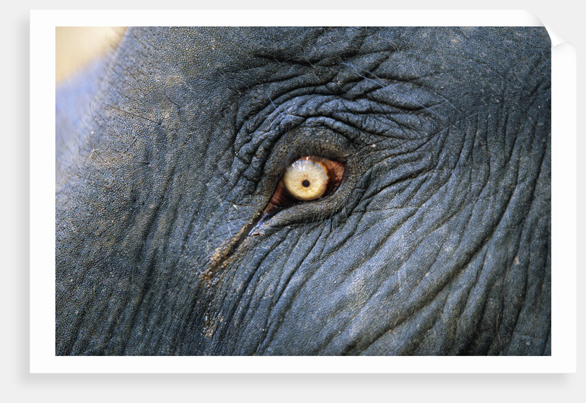 Close-Up View of Elephant's Eye by Anonymous