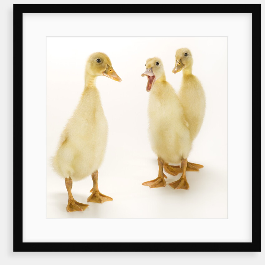 Indian Runner Ducklings by Anonymous