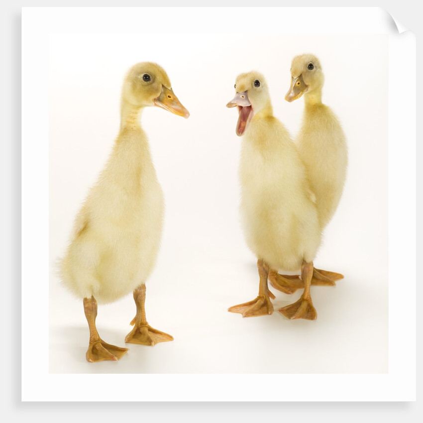 Indian Runner Ducklings by Anonymous