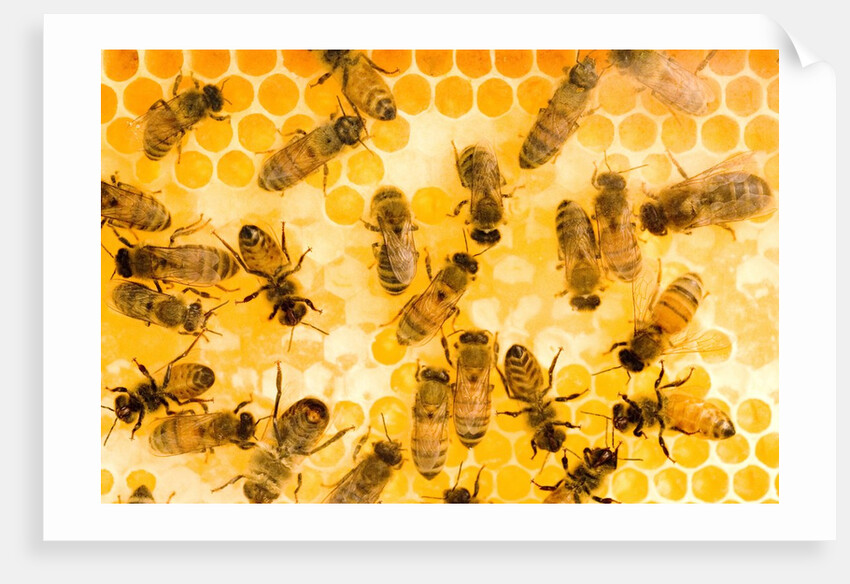 Busy Bees by Anonymous