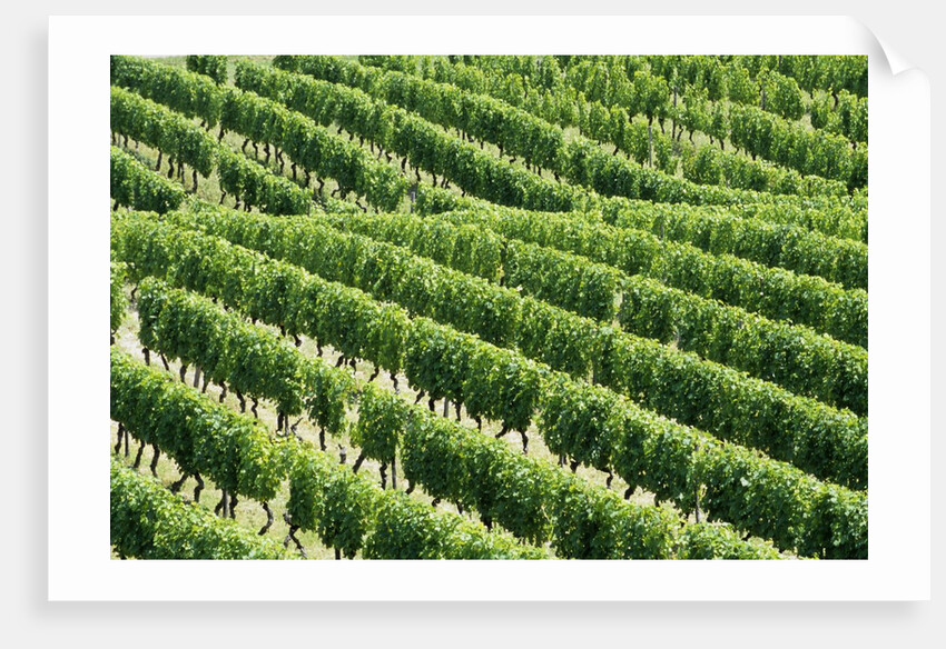 Vines in Vineyard by Anonymous
