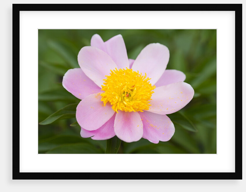Close-up of Pink Peony by Anonymous