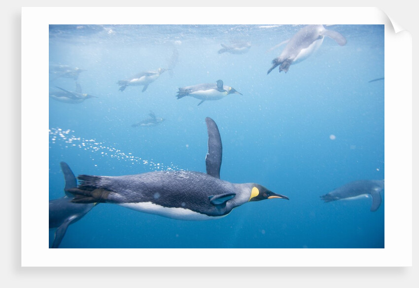 King Penguins Underwater by Anonymous