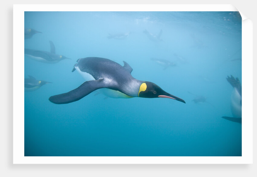 King Penguins Underwater by Anonymous