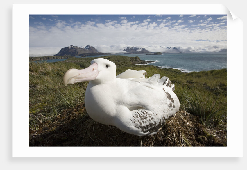 Wandering Albatross in Nest by Anonymous