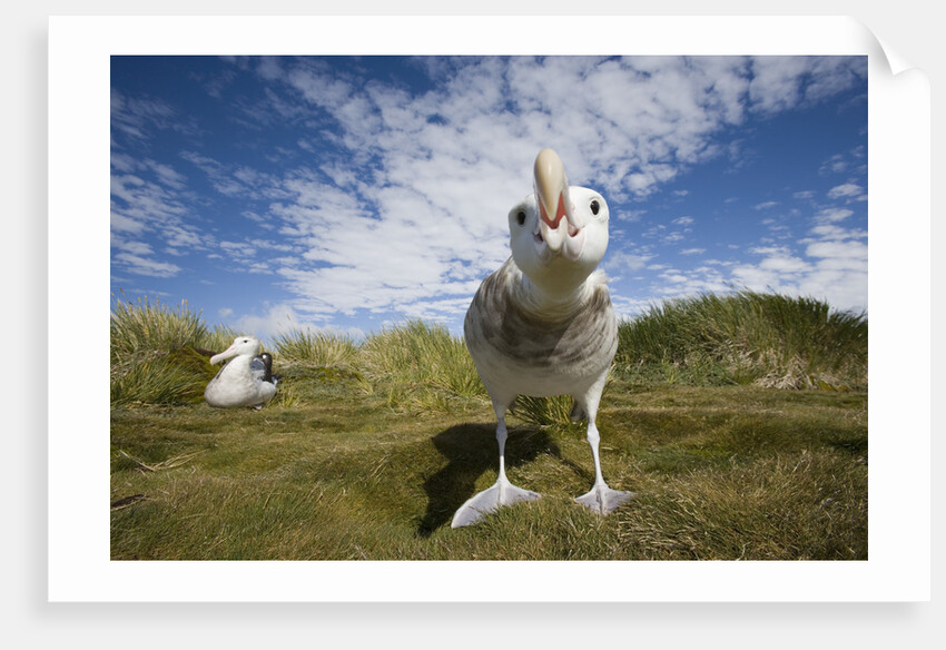 Wandering Albatrosses by Anonymous