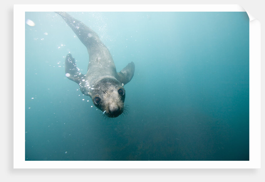 Swimming Antarctic Fur Seal by Anonymous