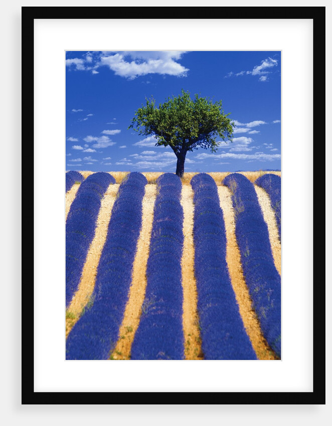 Lavender Field by Anonymous