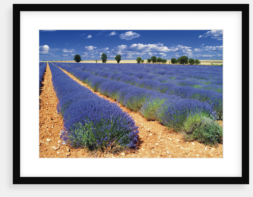 Lavender Field by Anonymous