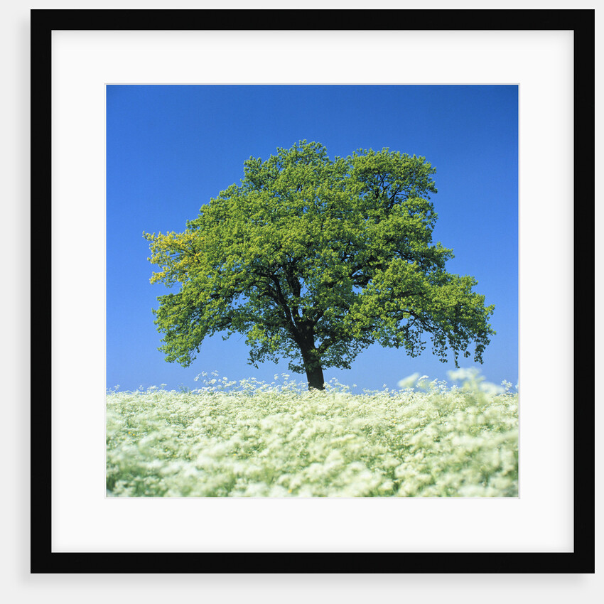 Oak Tree in Blossoming Chervil Meadow by Anonymous