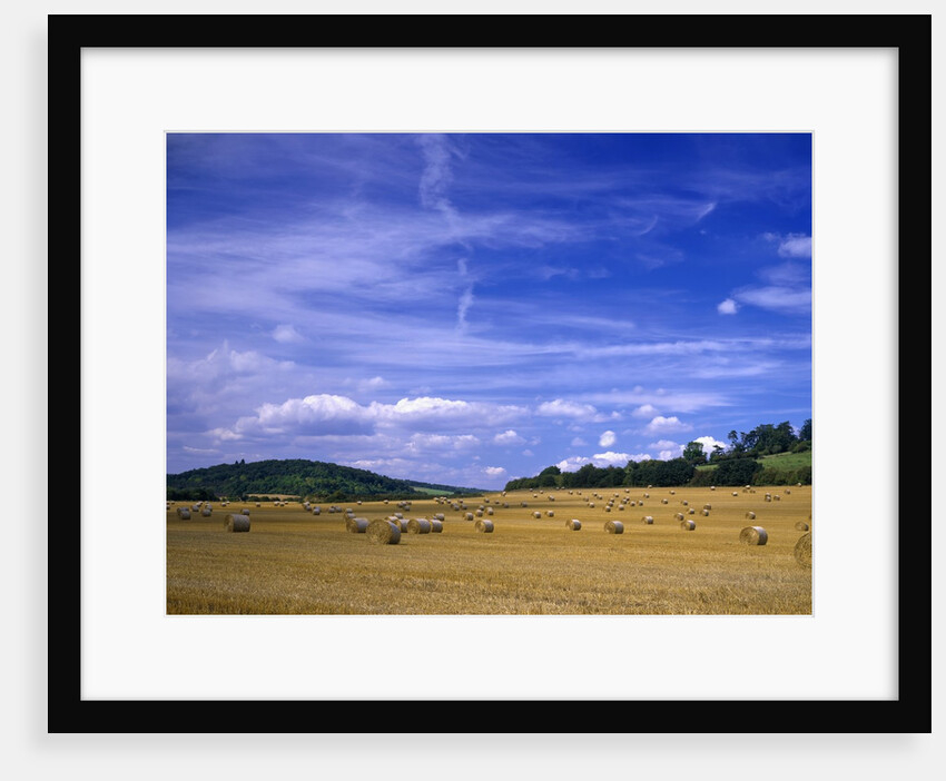 Rolls of Hay in Medmenham by Anonymous