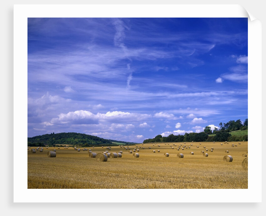 Rolls of Hay in Medmenham by Anonymous
