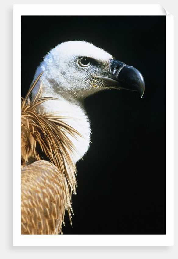 Proud Griffin by Anonymous