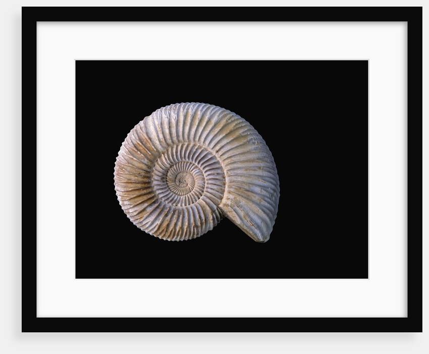 Ammonite Fossil by Anonymous