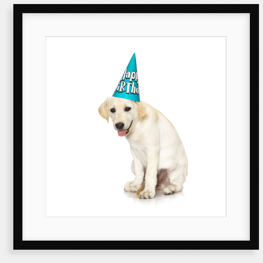 Lab Puppy Wearing Birthday Hat by Anonymous