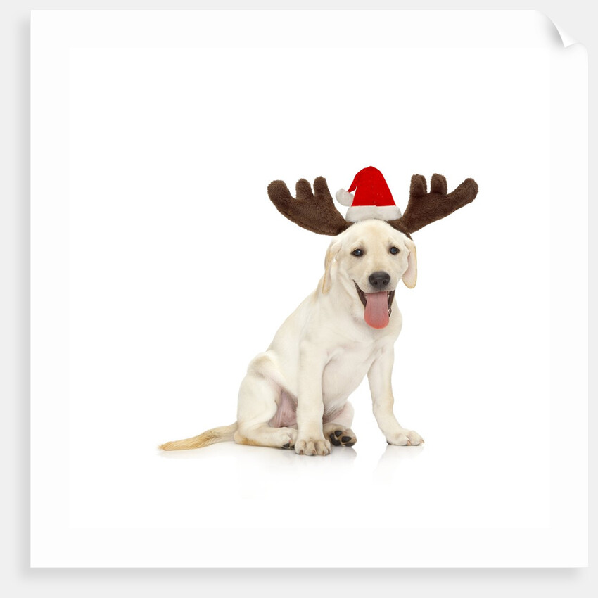Lab Puppy Wearing Antlers by Anonymous