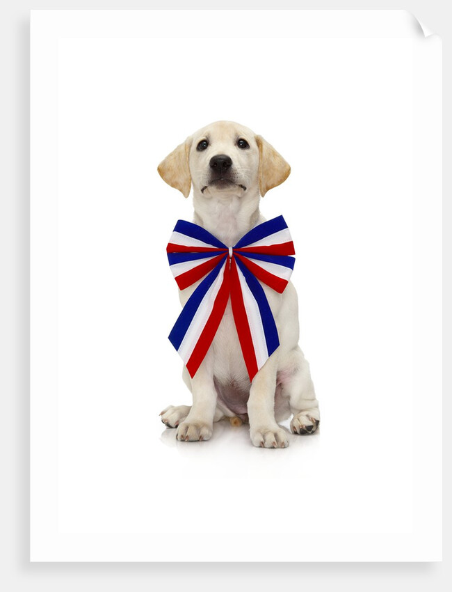 Lab Puppy Wearing Patriotic Bow Tie by Anonymous