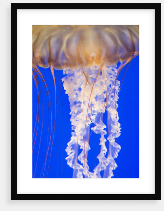 Jelly Fish by Anonymous