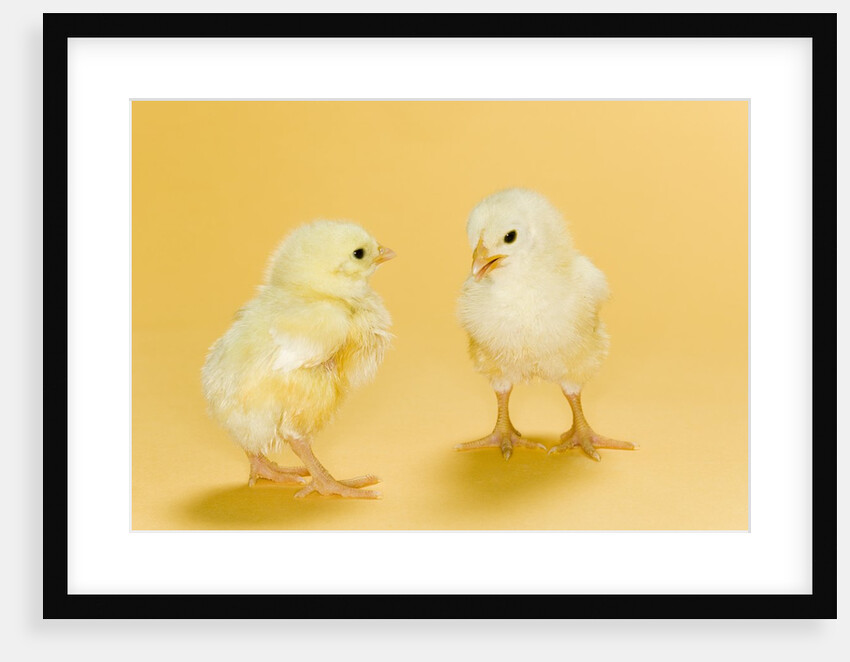 Chicks by Anonymous