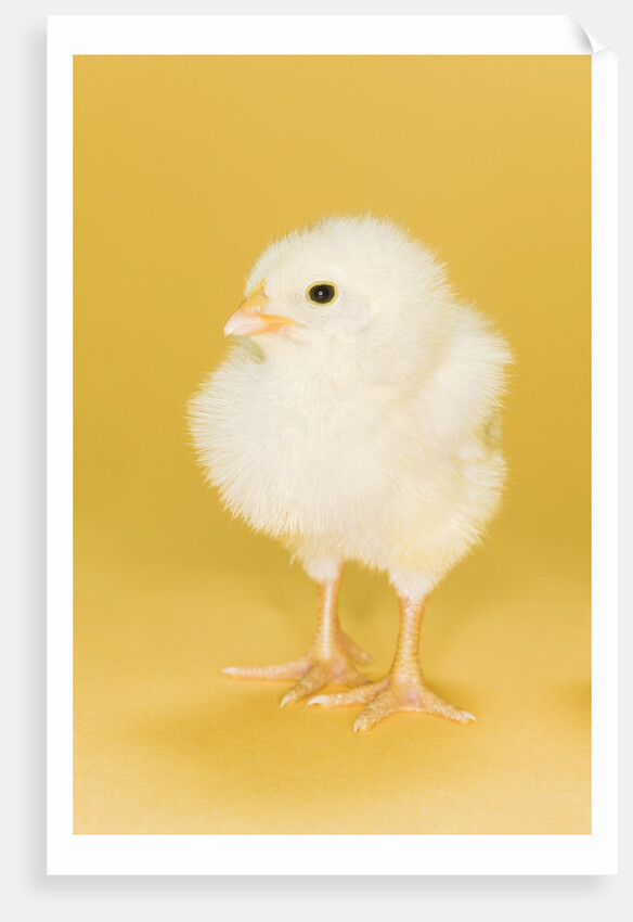 Chick by Anonymous