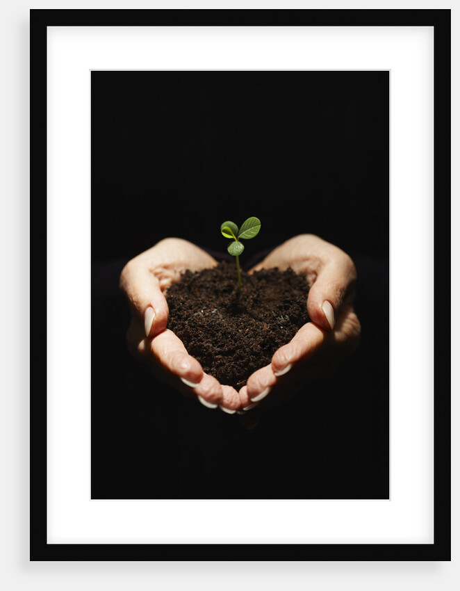 Seedling in Man's Hands by Anonymous