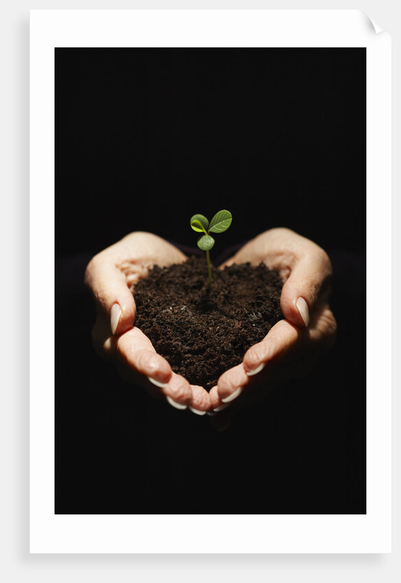 Seedling in Man's Hands by Anonymous