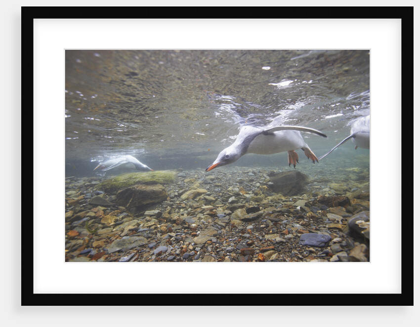 Gentoo Penguins Swimming on South Georgia Island by Anonymous