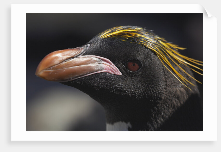 Macaroni Penguin on South Georgia Island by Anonymous