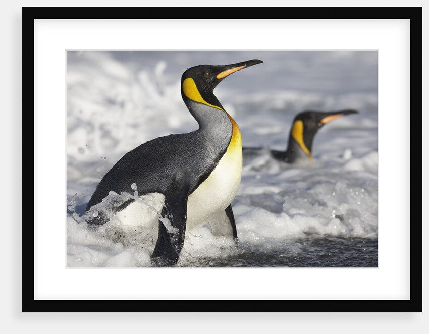 King Penguins in Surf on South Georgia Island by Anonymous