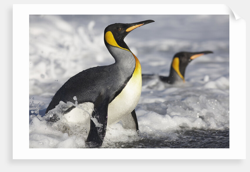 King Penguins in Surf on South Georgia Island by Anonymous