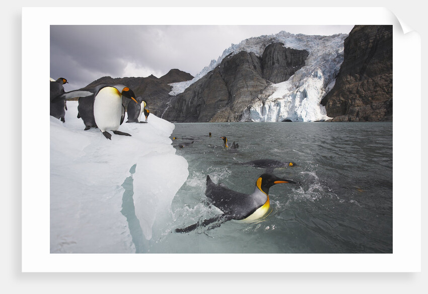 King Penguins on South Georgia Island by Anonymous